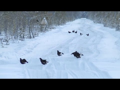 Видео: ОХОТА С ОДНОСТВОЛКОЙ МР-18ЕМ-М СПОРТИНГ НА БОРОВУЮ ДИЧЬ