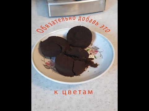 Видео: Гипоцирта (золотая рыбка)