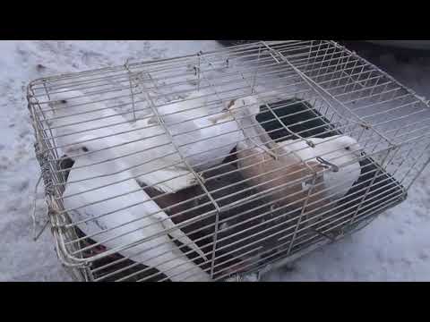 Видео: Рынок голубей в Уфе  21 03 2021 г