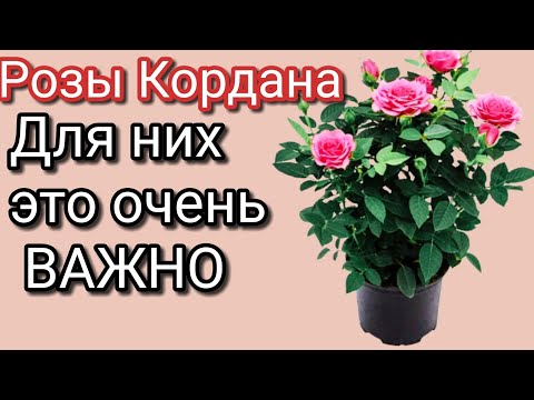 Видео: Пересадка РОЗЫ КОРДАНА после покупки|Что в горшке?