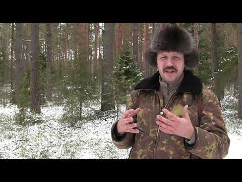 Видео: Лишайники и Ко