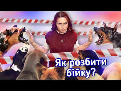 Видео: Як Розбити Собачу Бійку і Не Постраждати | Інструкція від Кінолога що Рятує Життя при Нападі Собаки