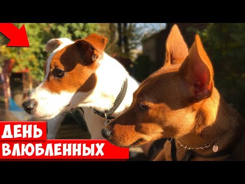 Видео: Моя Новая подружка 🥰 ЛОКИ БОБО влюбился