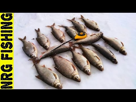 Видео: Ловля крупной плотвы на вымя