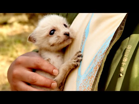 Видео: Лиса-мама ушла навсегда, и я провел 30 дней с маленькой лисой. 🦊👍❤❤❤