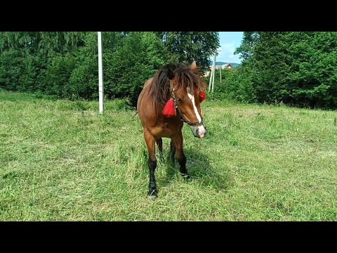 Видео: 🔔ГАРНА КОБИЛА 🌟 ЗАВІТАЛА ДО ХАРІ❣️🍓 МОЖЛИВА ПРОДАЖА КОБИЛИ 💲💲💲