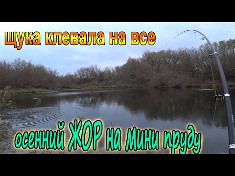 Видео: Осенний ЖОР хищной рыбы! Она клевала на все, что я ей предлагал! Рыбалка на мини-пруду в октябре!