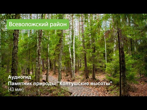 Видео: Аудиогид  Памятник природы Колтушские высоты