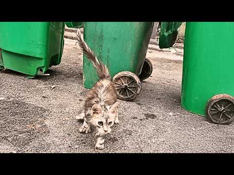 Видео: Больная бездомная кошка шатаясь вышла из-за мусорных баков и подошла ко мне, надеясь на мою защиту.