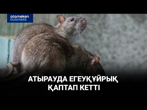 Видео: Қалада егеуқұйрық қаптап кетті