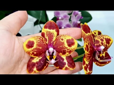 Видео: Японские удобрения для орхидей. Первые результаты на цветущих орхидеях.