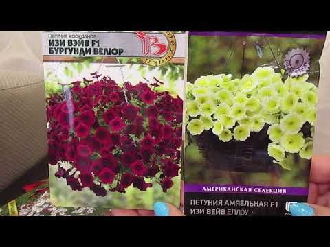 Видео: Самые красивые и устойчивые к осадкам петунии.Часть 2