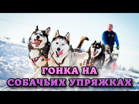 Видео: Ездовые собаки и гонка на упряжках «Берингия»
