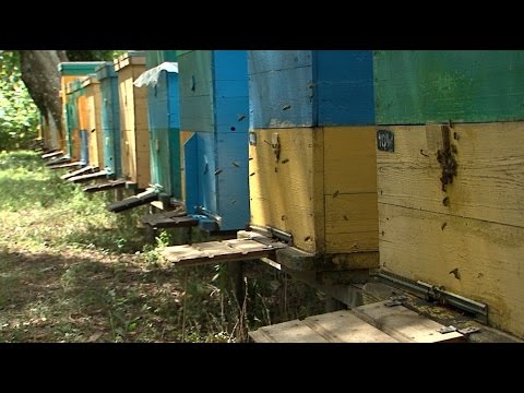 Видео: «Агрономика». Бизнес на пасеке (3.08.2016)