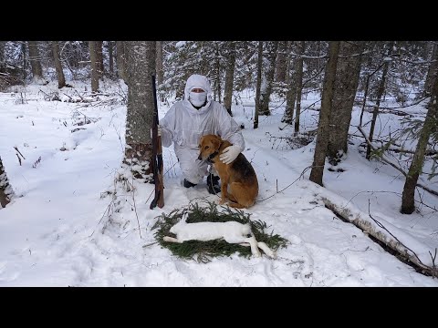 Видео: ОСОБЕННОСТИ ОХОТЫ НА ЗАЙЦА С ГОНЧЕЙ ПО СНЕГУ! ДОБЫЛ НА УЖИН