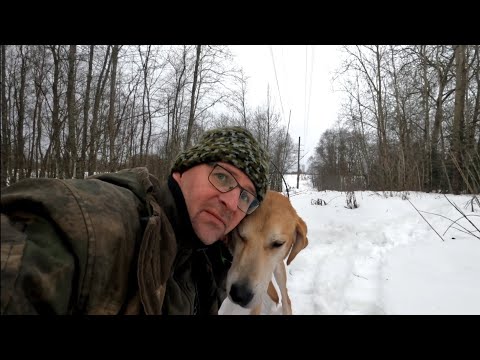 Видео: 01 февраля 2024. Охота на зайца с рг Баяном.