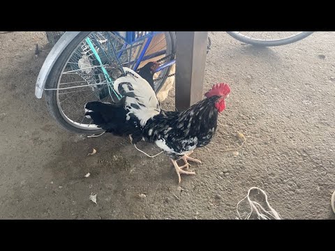 Видео: Туркестан Құс базар. 02.07.2023 Тауық Қораз Қазы Уйрек Үндік Дәкен