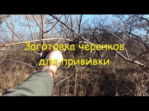 Видео: Заготовка черенков для прививки