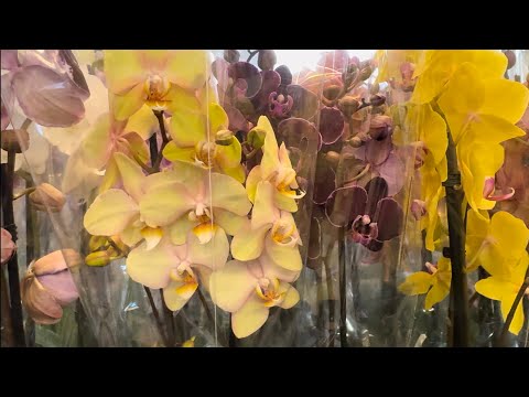 Видео: Крутейший обзор 😎 Отметим окончание сессии 🥳