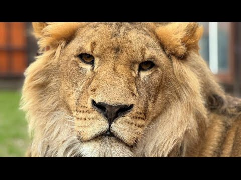 Видео: Шерхан покарал сороку!  Минский зоопарк 