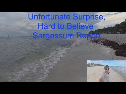 Видео: Шокирующее обновление отчета о саргассуме для Плайякара в Плайя-дель-Кармен