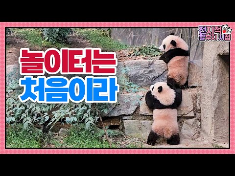 Видео: (SUB) Первый пикник панд-близнецов на открытом воздухе🐼│Мир панд