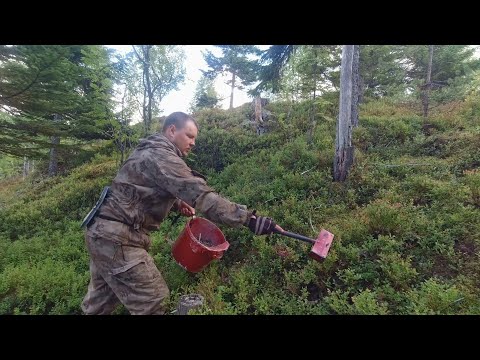 Видео: 5 000 за ПЯТЬ ЧАСОВ. СБОР ЯГОД В КАРЕЛИИ. ТАЁЖНЫЙ ПРОМЫСЕЛ. ДЕНЬГИ ИЗ ЛЕСА. КАК ЗАРАБОТАТЬ В ТАЙГЕ.