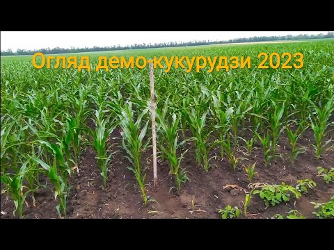 Видео: Огляд посівів демо-кукурудзи 2023