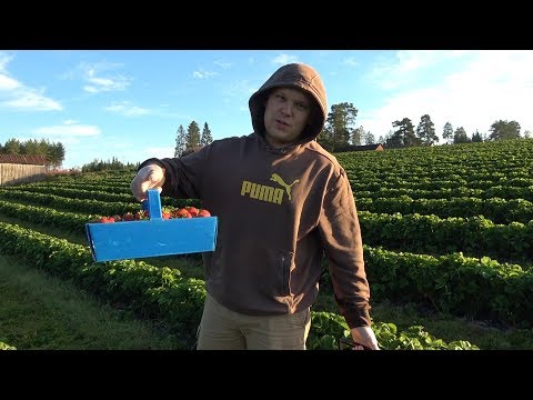 Видео: Сезонная работа в Финляндии. Сбор клубники.
