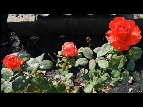 Видео: ЛИСТЬЯ ШЕПЧУТ ПРО ХОЛОДЕЦ // ПРОСТО ДЕНЬ