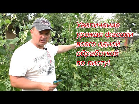 Видео: Подкормка фасоли по листу, которая реально увеличивает урожай.