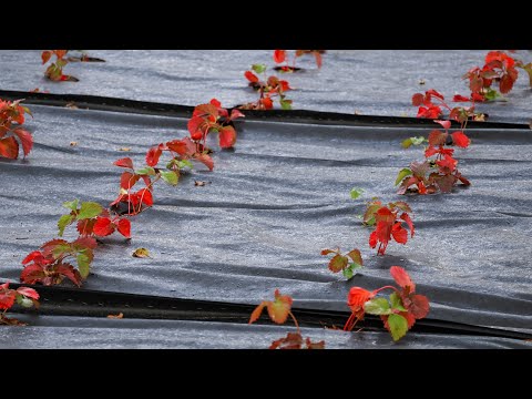 Видео: Почервоніло листя Полуниці що Робити?