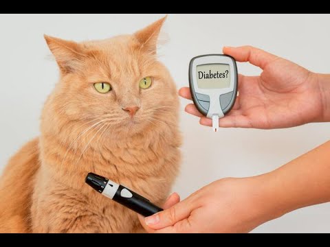 Видео: Симптомы и лечение сахарного диабета у кошек и собак