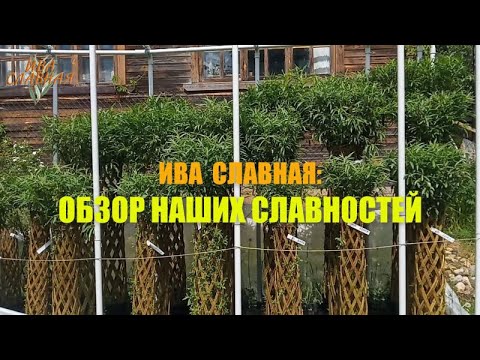 Видео: Ива Славная: Обзор наших славностей (06.06.2024)