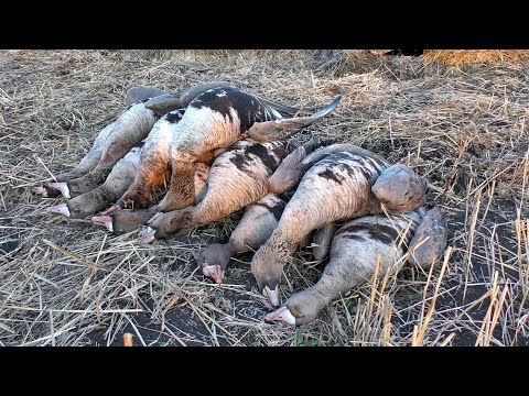 Видео: Весенняя охота на гуся в Сибири | Настреляли белолобых красавцев