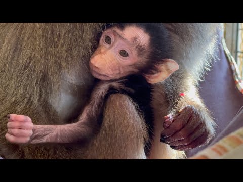 Видео: Это нужно иметь железные нервы чтобы держать маленькую Анфису когда рядом мама показывает клыки!