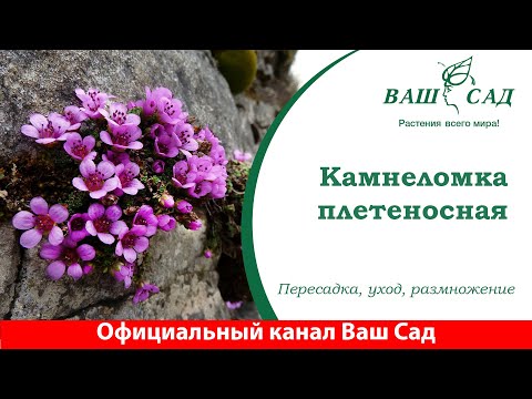 Видео: Камнеломка плетеносная (ампельная) - особенности выращивания дома | Ваш сад