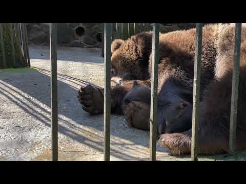 Видео: Медведица хорошая мамочка! «Мимиметр» зашкаливает! Зоопарк «СКАЗКА»!