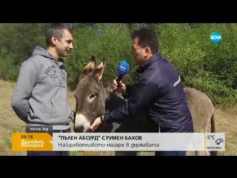 Видео: "Пълен абсурд": Кое е най-работливото магаре в държавата (09.10.2017г.)