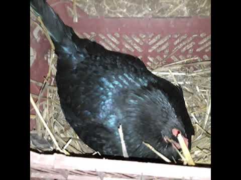 Видео: Тауықты  қалай күрік қыламыз 2тауық жатты
