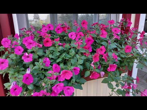 Видео: МОИ ЦВЕТЫ В СЕНТЯБРЕ!❤Очень важная работа!!!