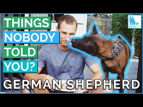 Видео: Что вам никто не рассказывал о немецкой овчарке? — Ветеринар доктор Алекс