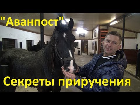 Видео: "Аванпост". Секреты приручения спасённых лошадей.