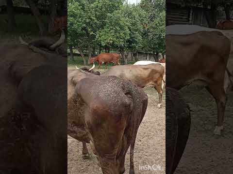 Видео: Утренняя дойка коров.