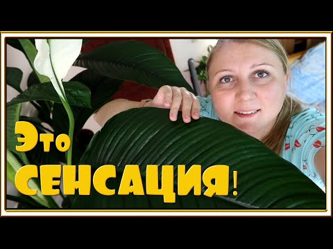 Видео: Моя СЕНСАЦИЯ - Спатифиллум моей мечты