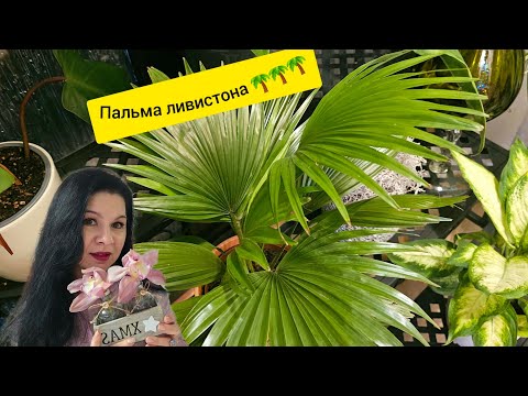Видео: Пальма ливистона.Уход и выращивание в домашних условиях#цветы #влог #пальма#