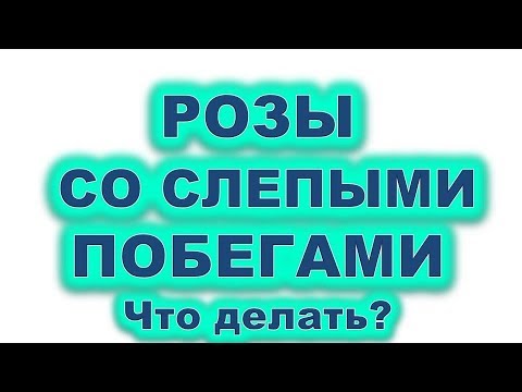 Видео: Розы со слепыми побегами. К чему приводят слепые побеги? Кардинальная обрезка куста 6 июля 2019 года