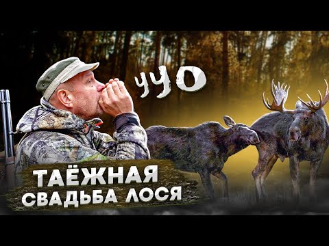 Видео: Лось на Гону . Таёжная свадьба Лося !!!