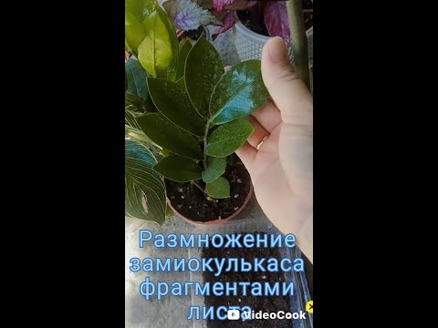 Видео: Самое простое размножение замиокулькаса. Процесс и результат