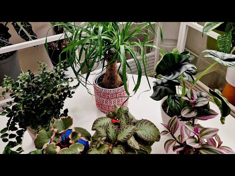 Видео: Обзор комнатных растений, новинки 🥰 #garden #plants #обзор #цветы #растения #gardenflowers